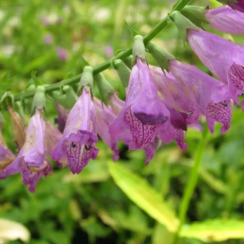 Anglo Aquatics Obedient Plant (Physostegia Virginiana) 1L ×3 1