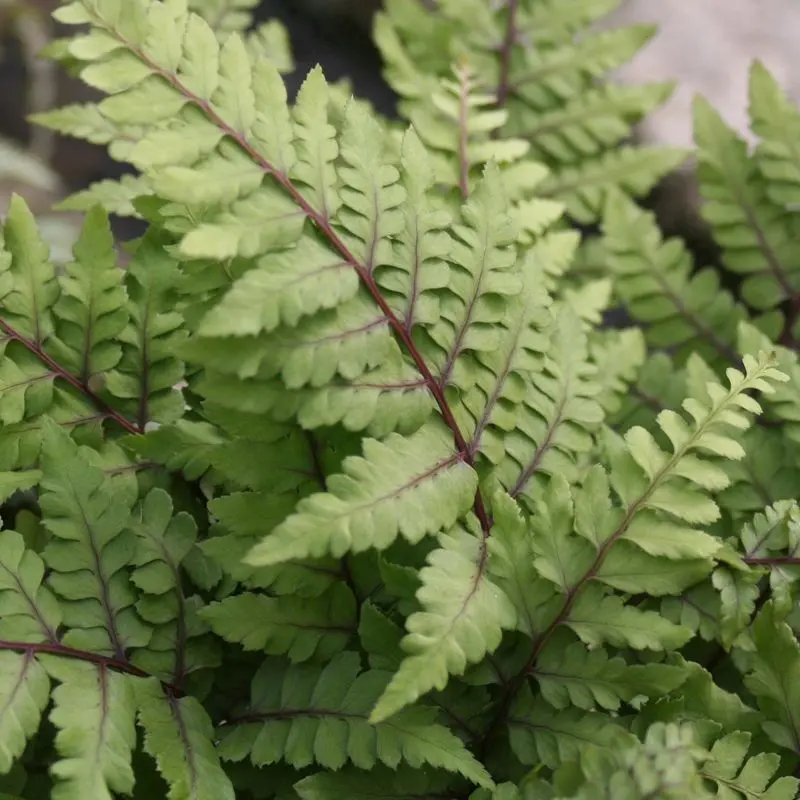 Anglo Aquatics Okanum Japanese Painted Fern (Athyrium Otoph. Okanum) – 9Cm Pot, 3-Pack 1