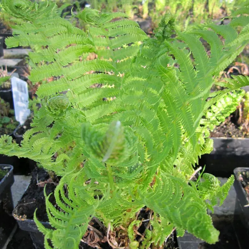 Anglo Aquatics Ostrich Fern (Matteuccia Struthiopteris) – 9Cm Pot, 3-Pack 1