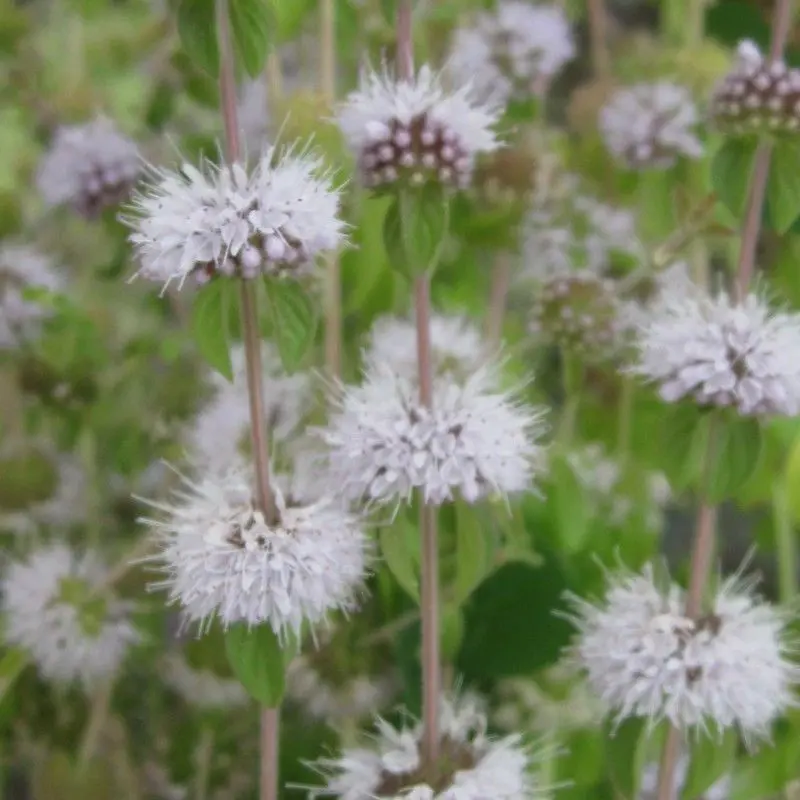 Anglo Aquatics Pennyroyal (Mentha Pulegium) 1L ×3 1