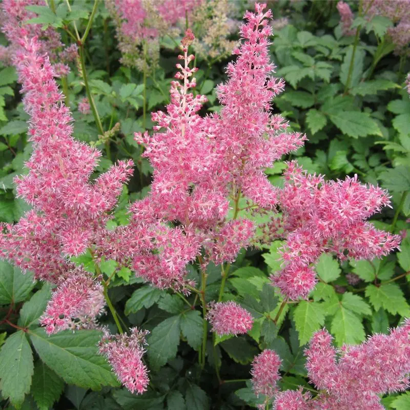 Anglo Aquatics Pink Astilbe – 1L Container, 3-Pack 1