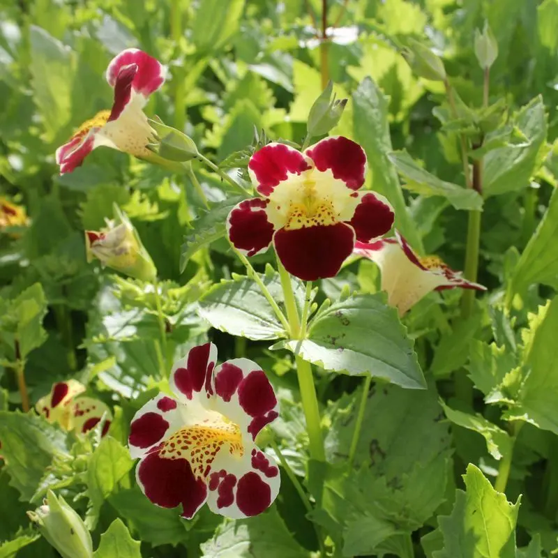 Anglo Aquatics 'Queen'S Prize' Yellow Monkey Flower – Single 1L Plant 1