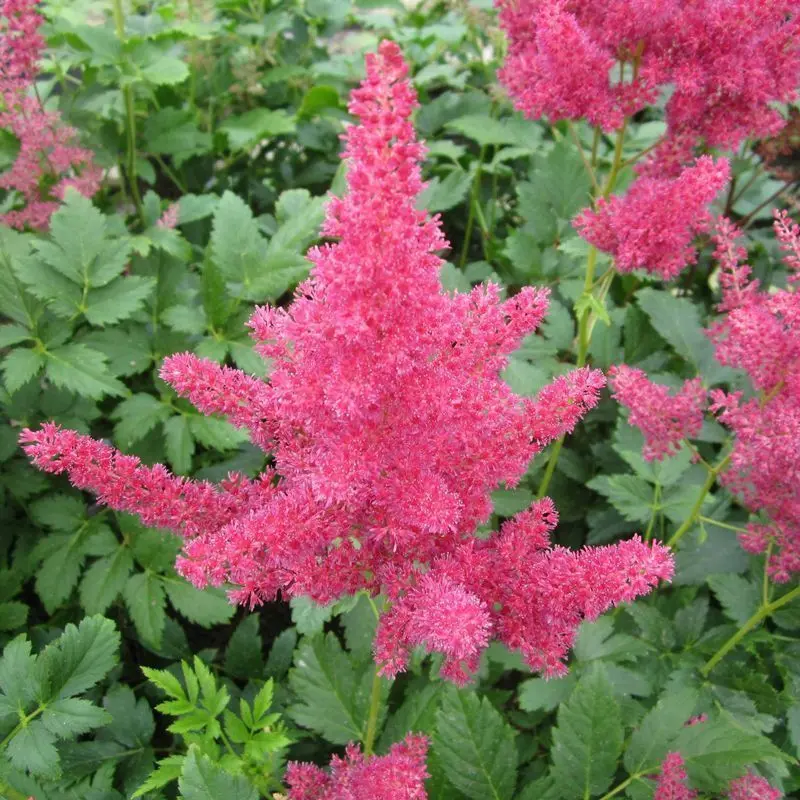 Anglo Aquatics Red Astilbe – 1L Container, 3-Pack 1