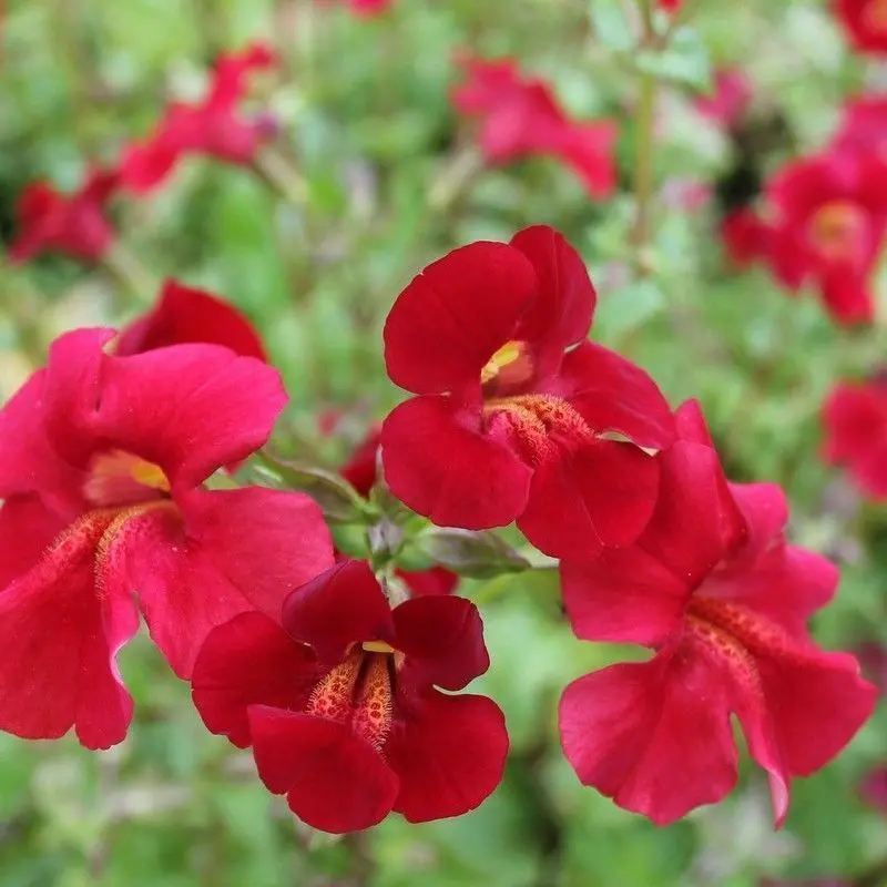 Anglo Aquatics Red Emperor Monkeyflower (Mimulus Cupreus 'Red Emperor') 1L ×3 1