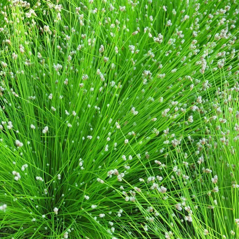 Anglo Aquatics Scirpus Cernuus Rush – 1L Pot 1