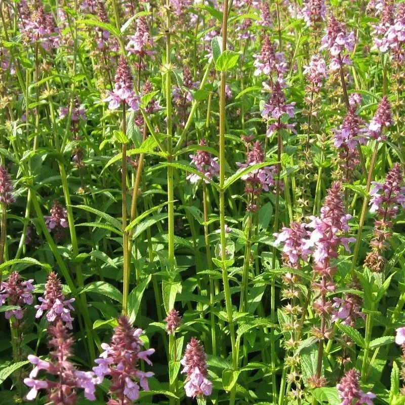 Anglo Aquatics Stachys Palustris – Single 1-Litre Potted Plant 1