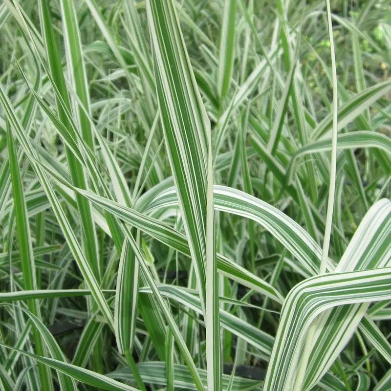 Anglo Aquatics Variegated Reed Canary Grass (Phalaris Arundinacea 'Picta') 9Cm ×3 1