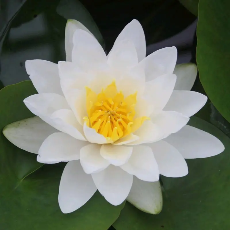Anglo Aquatics Virginalis Water Lily – 3L Potted Nymphaea 1