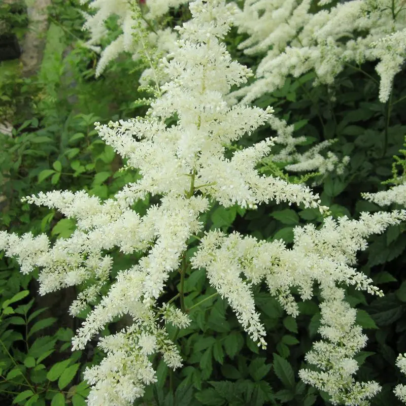 Anglo Aquatics White Astilbe – 1L Container, 3-Pack 1