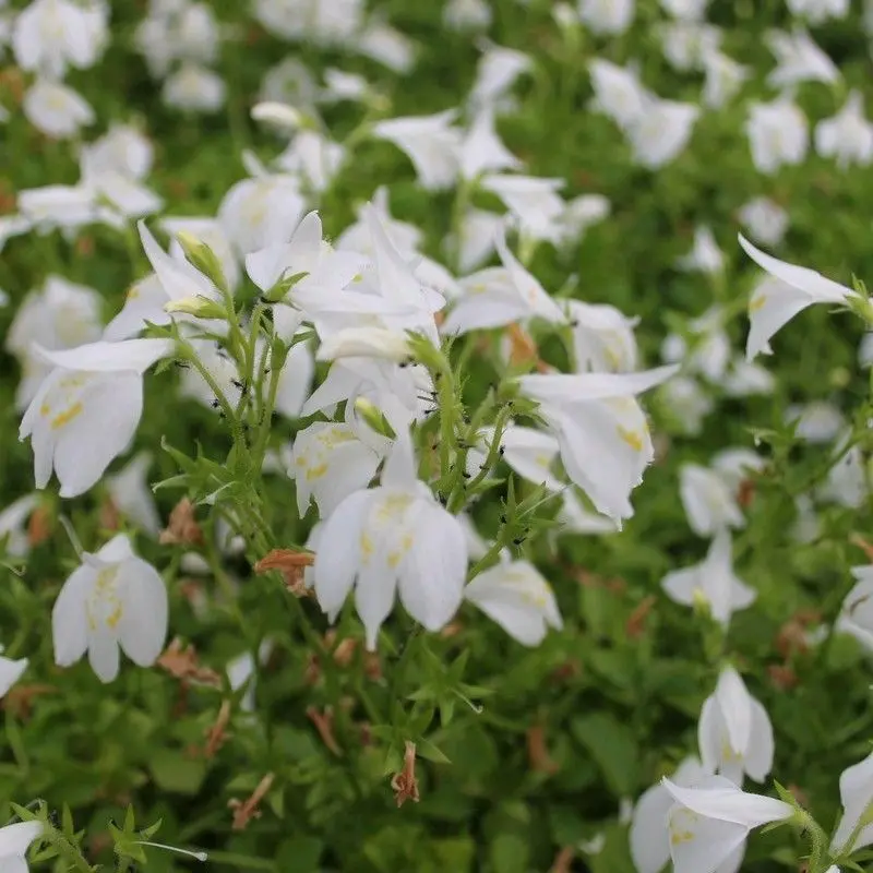 Anglo Aquatics White Mazus (Mazus Reptans 'Alba') 3L 1