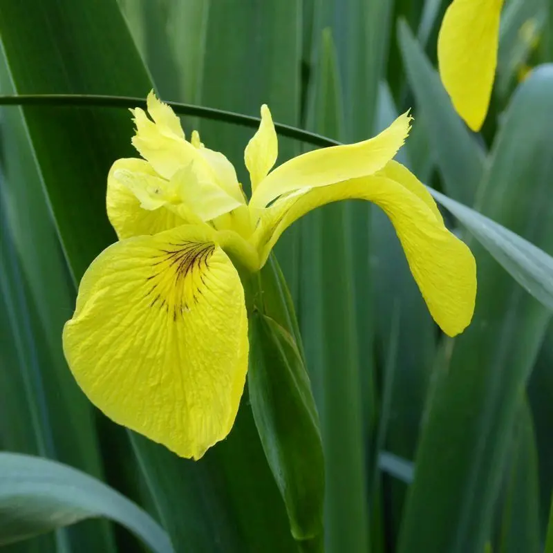 Anglo Aquatics Yellow Flag Iris (Iris Pseudacorus) — 9Cm Pot, 3-Pack 1