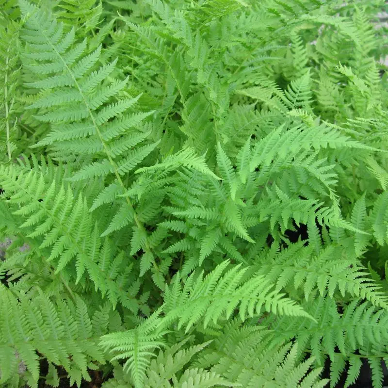 Athyrium Filix-Femina (Lady Fern) – 9Cm Pots, 3-Pack By Anglo Aquatics 1