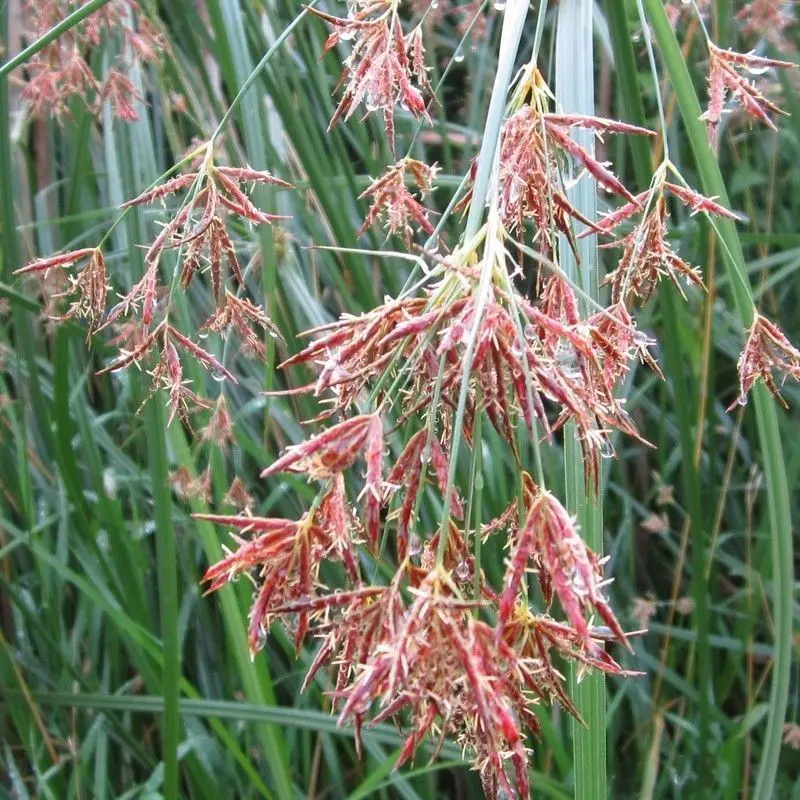 Cyperus Longus – 3L Pot 1