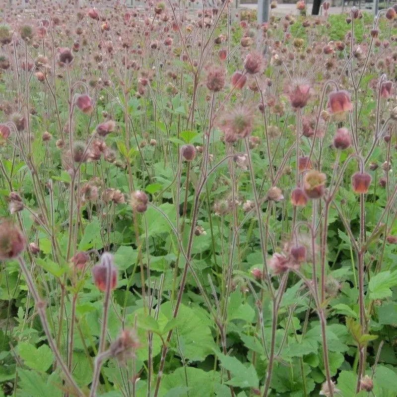 Geum Rivale – 1L Pot 1