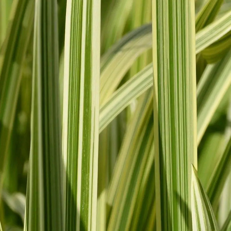 Glyceria Maxima Variegata – 3L Pot 1