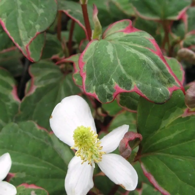 Houttuynia Cordata 'Boo Boo' – 1L Pot 1