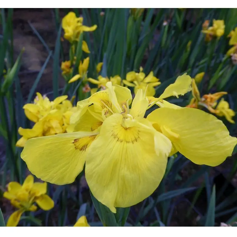 Iris Pseudacorus 'Flore Pleno' – 3L Pot 1