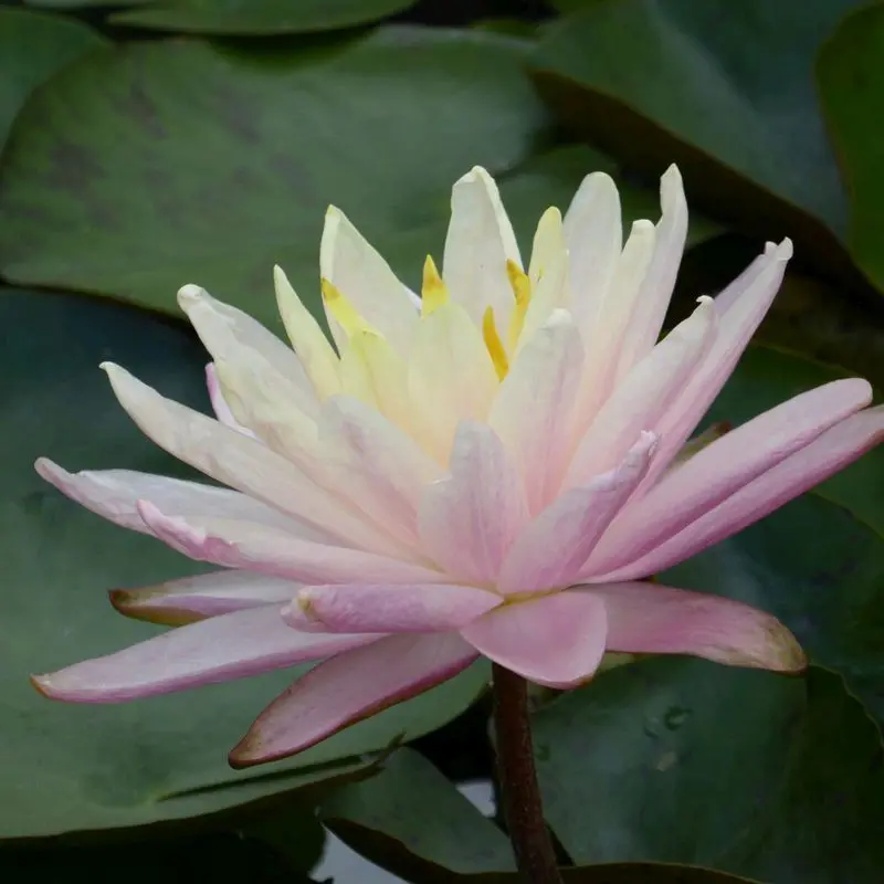 Nymphaea Barbara Dobbins Water Lily – 3L Hardy Pond Plant 1
