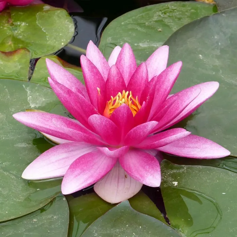 Nymphaea Charles De Meurville Water Lily – 3L Hardy White Variety 1