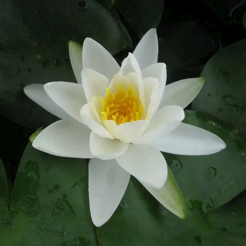 Nymphaea Gladstoniana Water Lily – 10L Classic White Hardy Variety 1
