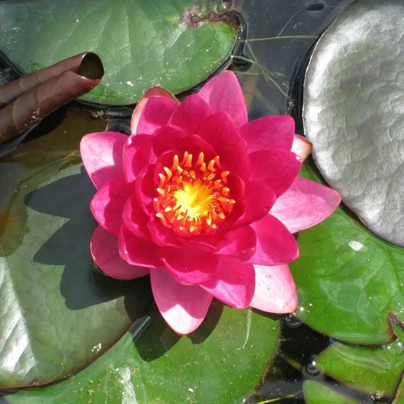 Nymphaea James Brydon Water Lily – 3L Hardy Pink Variety 1