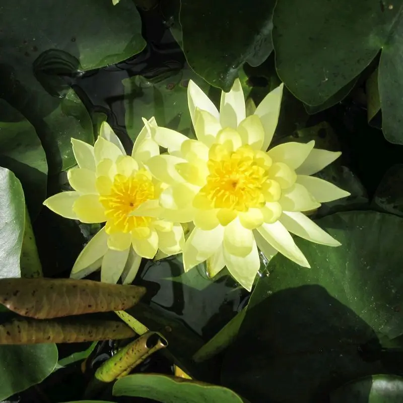 Nymphaea Joey Tomocik Water Lily – 3L Hardy Yellow Variety 1