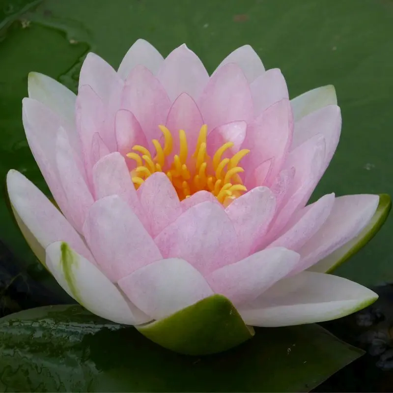 Nymphaea Madame Wilfron Gonnere Water Lily – 3L Hardy Pink Variety 1