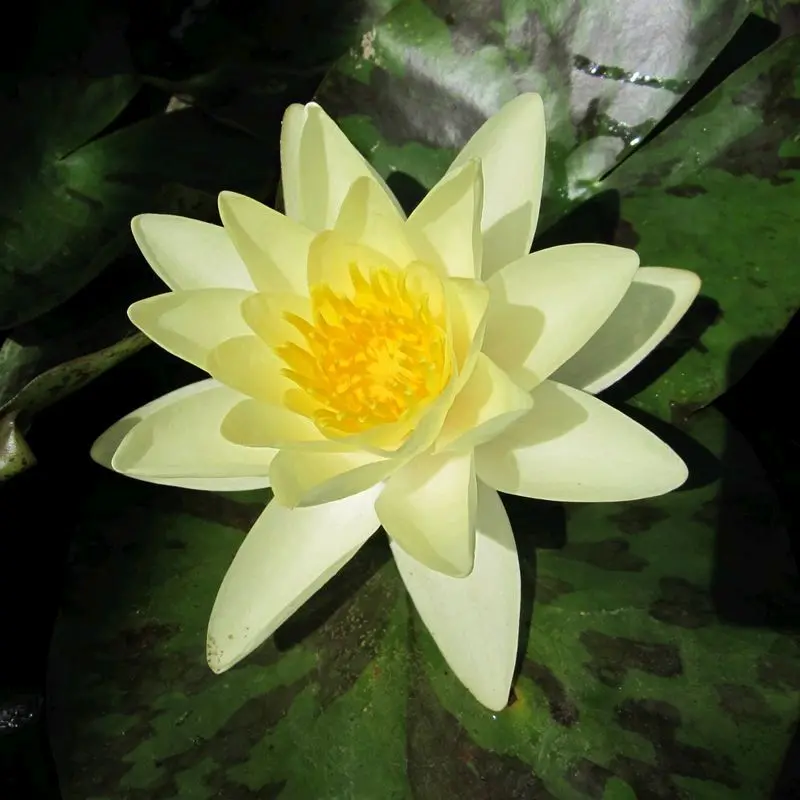 Nymphaea Marliacea Chromatella Water Lily – 30L Premium Pond Plant 1