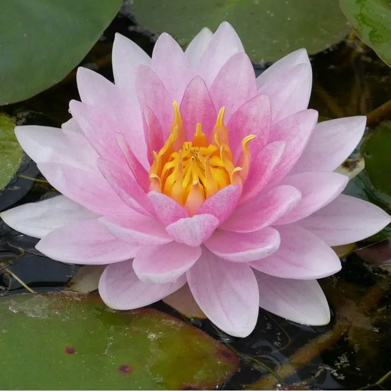 Nymphaea Mrs Richmond Water Lily - 3L Pond Plant By Anglo Aquatics 1