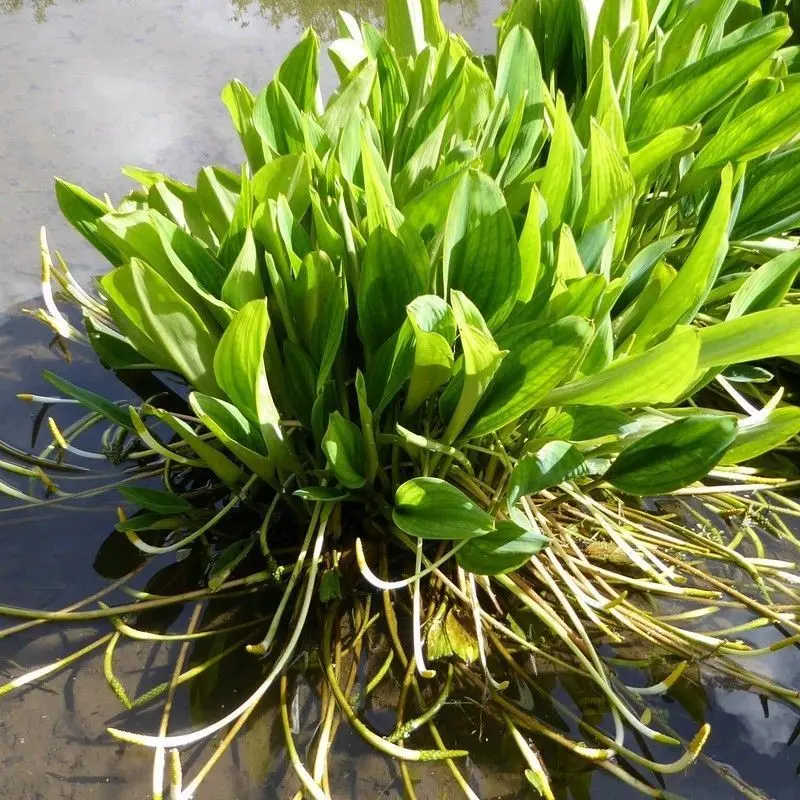 Orontium Aquaticum (Golden Club) – 1L Aquatic Plant By Anglo Aquatics 1