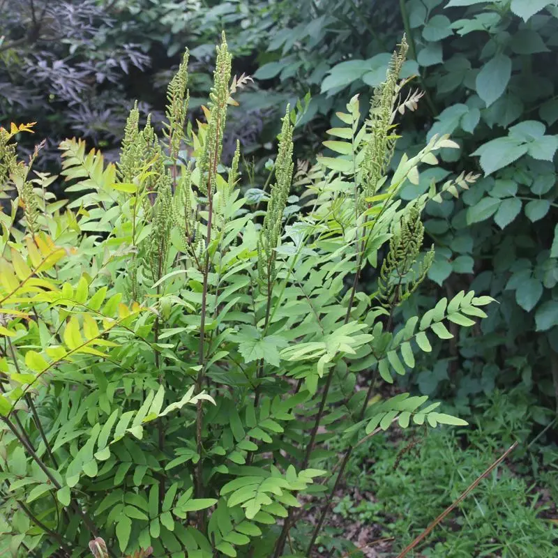 Osmunda Regalis (Royal Fern) – 9Cm Pots, 3-Pack By Anglo Aquatics 1