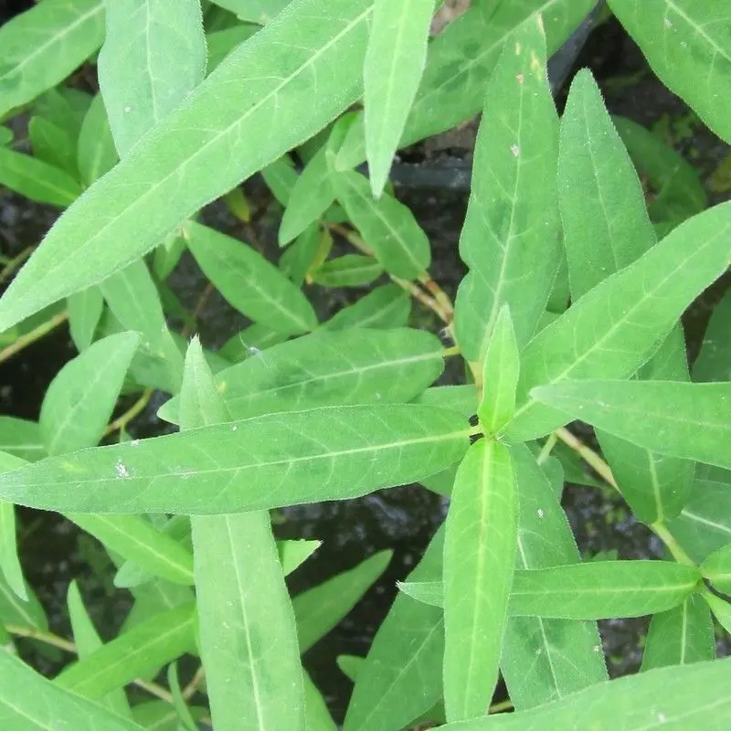 Persicaria Amphibia – 9Cm Plug (3-Pack) 1