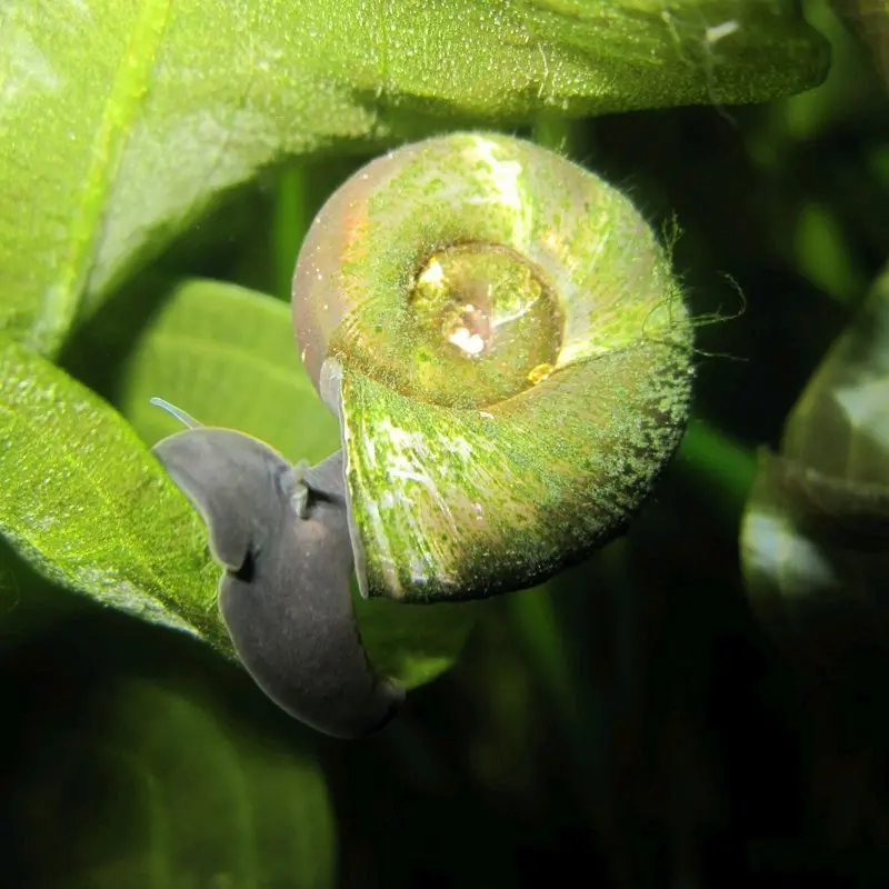 Ramshorn Snails (Planorbis Corneus) – Natural Pond Cleaners, 5-Pack 1