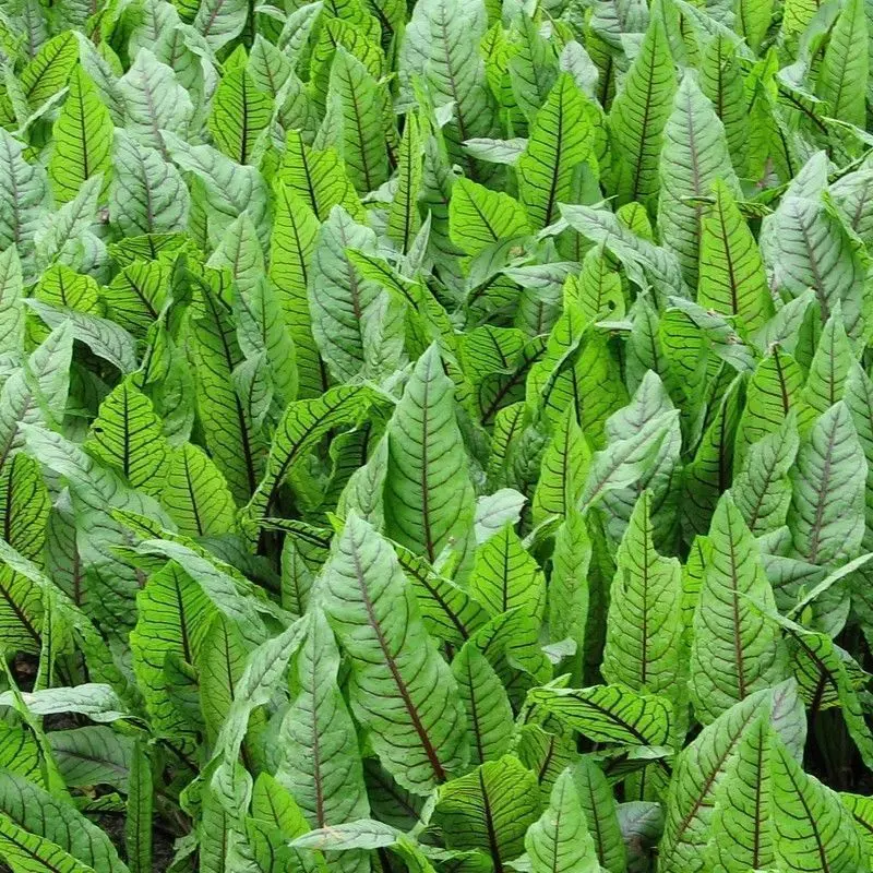 Rumex Sanguineus – 9Cm Plug (3-Pack) 1