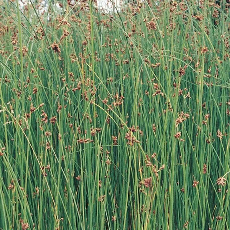 Scirpus Lacustris – 9Cm Plug (3-Pack) 1