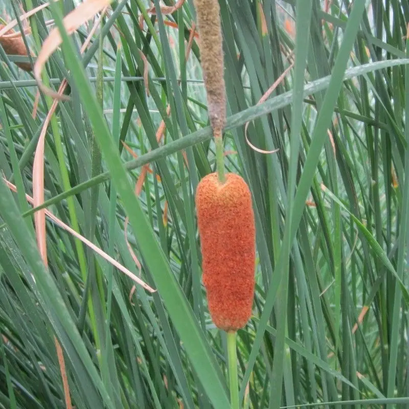 Typha Gracilis – 1L Pot 1